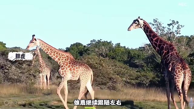 你觉得公长颈鹿能成功抱得美人归吗？