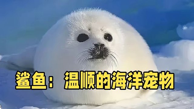 为什么说鲨鱼是最温顺的动物？