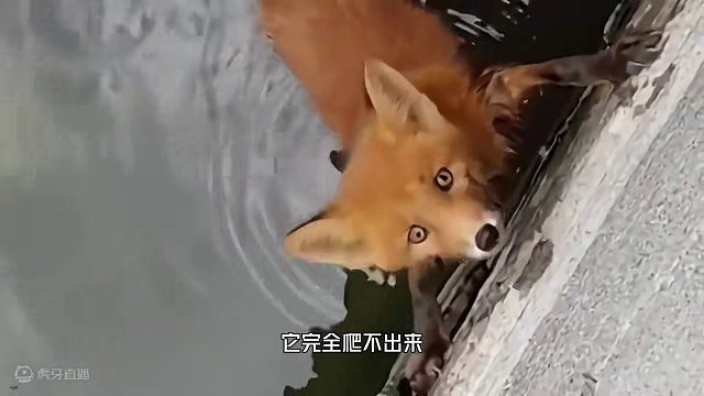 小狐狸不慎掉入水池，狐狸妈妈着急呼救，结局太暖心了！