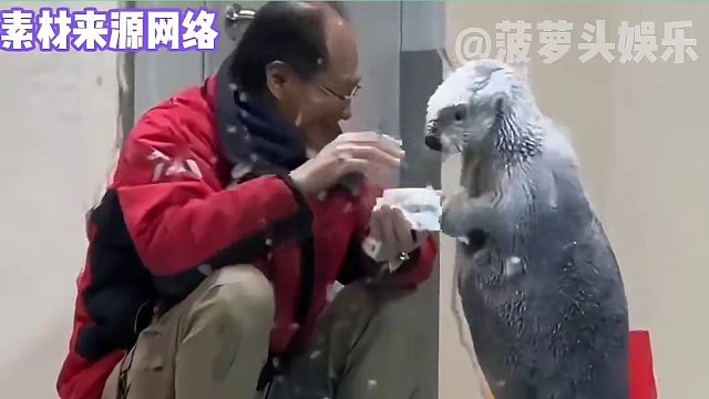 真天使的脸蛋，魔鬼的身材啊#娱乐评论大赏 #海獭 #万万没想到 #可爱到爆炸 #反差