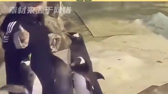 小哥：谁懂啊！差点工作丢了！#企鹅 #小孩哥 #海洋馆