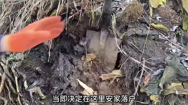 一棵平平无奇的大树，竟被男人掏空改造成庇护所 #野外建造 #庇护所 #野外生活