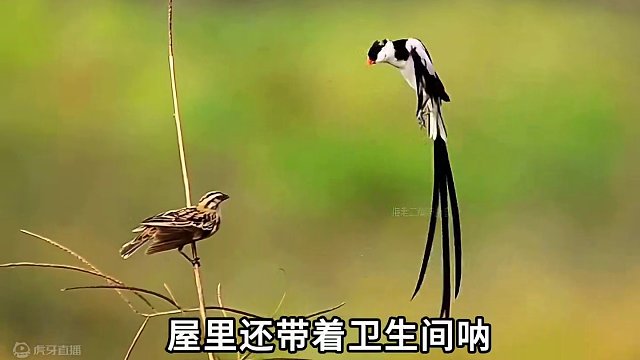 雄鸟：有那条件找你这样的#搞笑配音 #动物的迷惑行为