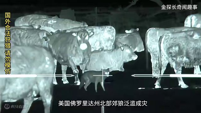夜视仪狩猎郊狼#动物世界