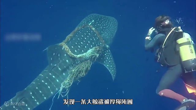 小鲸鲨截停人类的游艇，只为求人类救它妈妈，结局太暖心了！