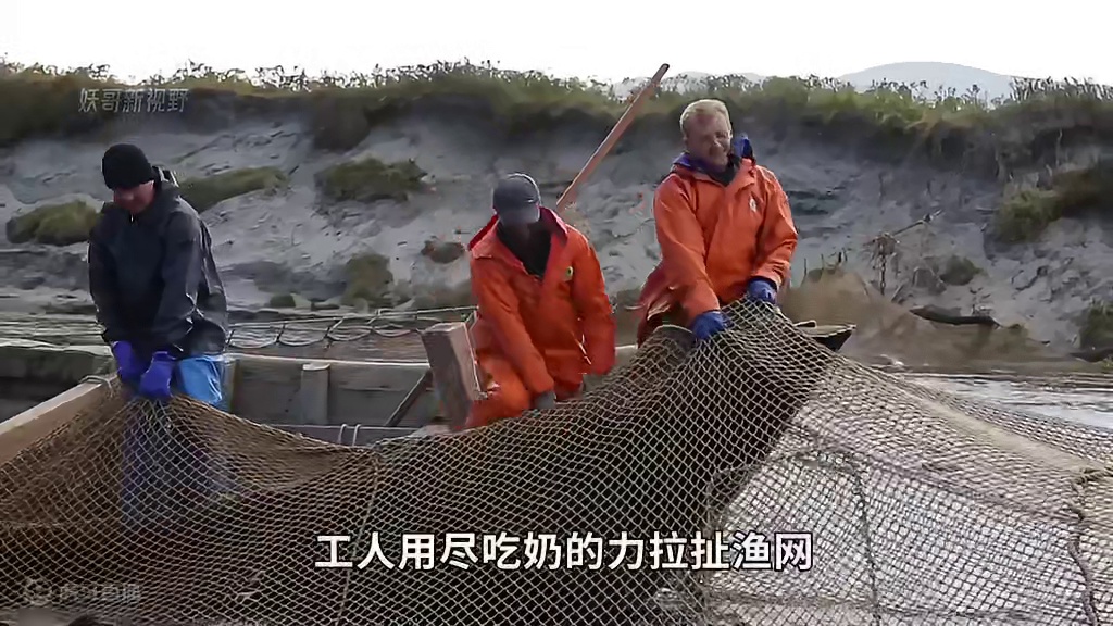 <第1/2集>鲑鱼的秘密，网一架就能收获上百吨#纪录片充电计划 