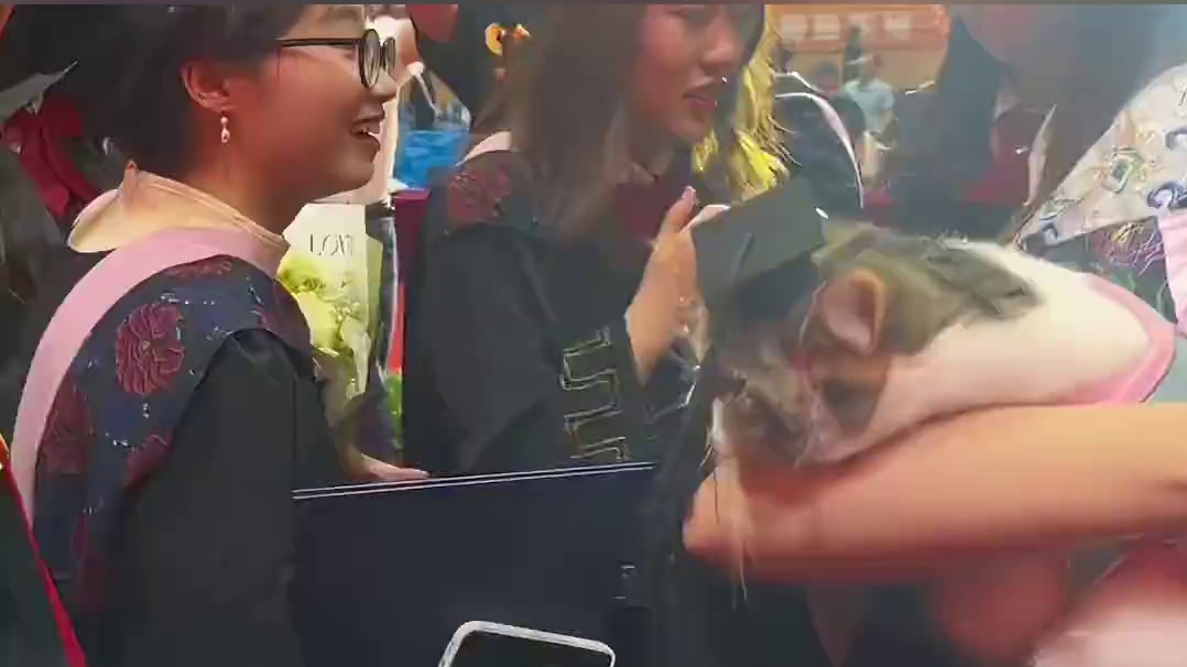 小猫咪参加毕业典礼，校长贴心为其拨穗。