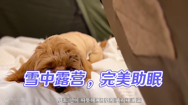 雪中露营（贰）
 #露营 #萌宠 #助眠 #雪中露营 #上热门
