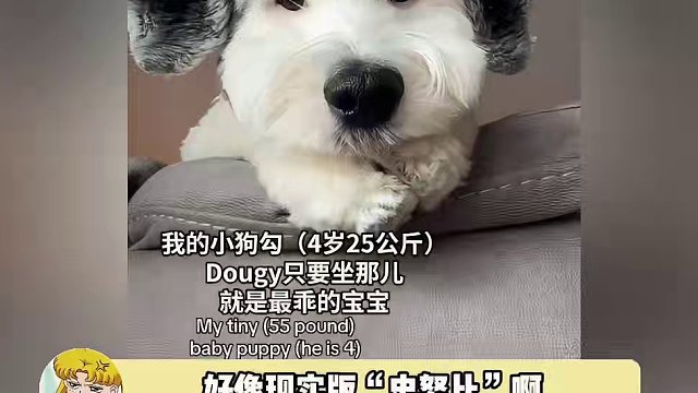 真是一只情绪稳定的好小狗，不动以为是个小狗玩偶呢