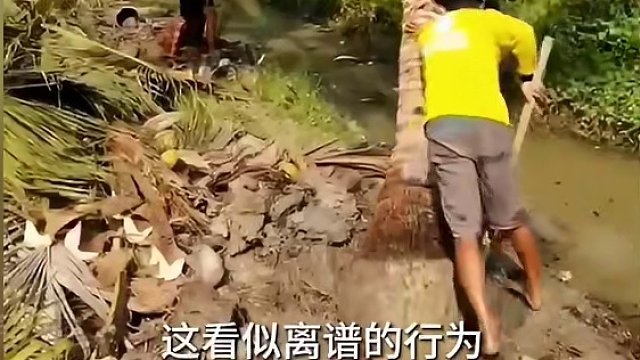 他为了给女友喝新鲜的椰子水，竟然把树给砍了#椰子水 #制作过程 #椰子汁 #好喝 #涨知识