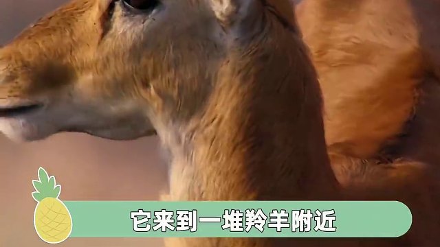 世上无难事只要肯放弃 #花豹  #动物  #搞笑  #娱乐评论大赏