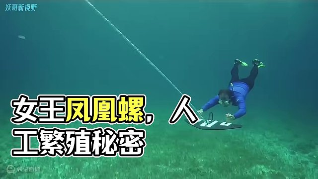 <第3/3集>女王凤凰螺的秘密，出海捕卵人工繁殖#纪录片充电计划 