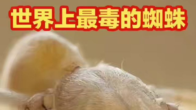 世界上最毒的蜘蛛