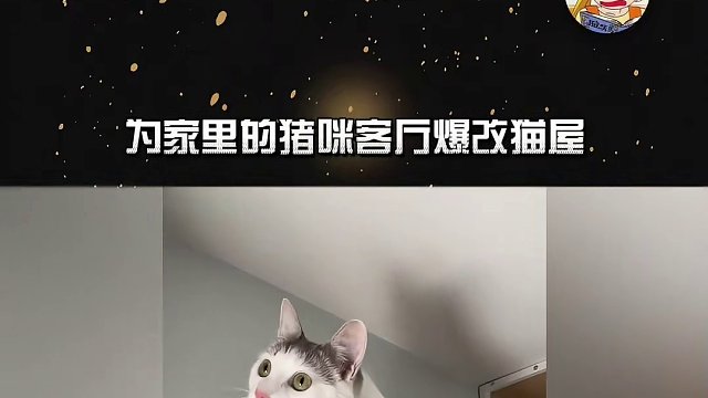 码  有猫有钱了给猫买套房也这么整