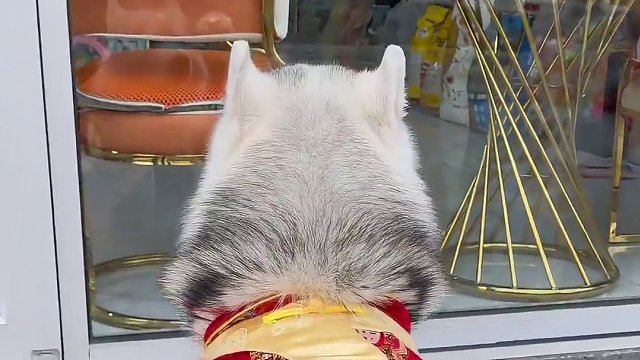 二哈：这就气晕了，以后路还长着呢… 