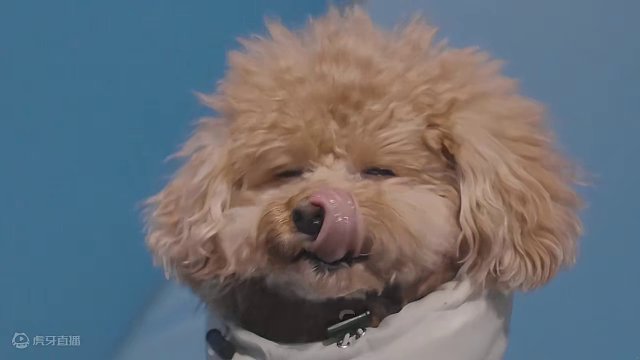 带狗露营：雪地篇（壹）
 #露营 #萌宠 #助眠 #雪中露营 #上热门