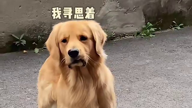 老6：为什么“不耐烦”三个字能写在一张狗脸上？