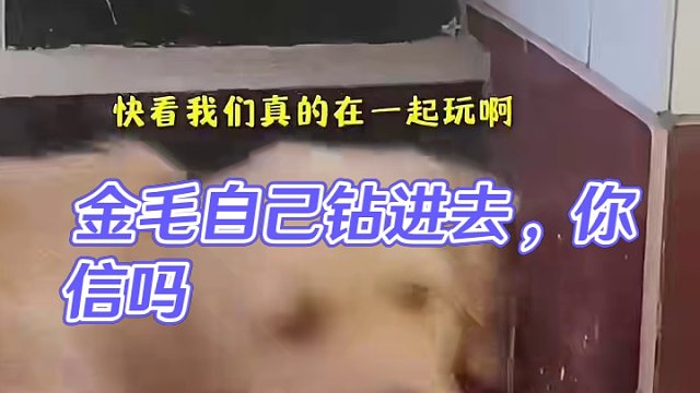 金毛：我说它是自己钻进去的你信吗？