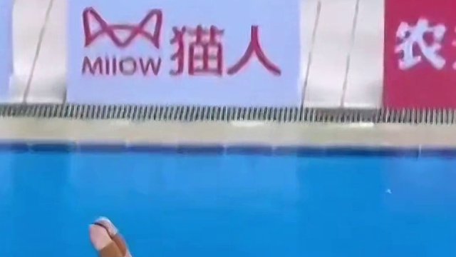 全红婵第二，陈芋汐第一，赛后观众不满直言裁判太黑