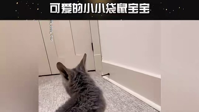 一想到这么可爱的小东西以后能把我一拳抡死我就想笑