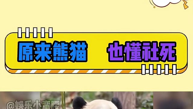原来熊猫也懂社死：花花的运动天赋，在一群熊猫里总是那么显眼 #熊猫花花  #熊猫