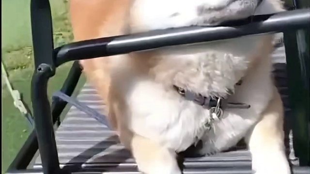 端水大师童锦程直播翻车，拉法表示我真是谢谢你啊