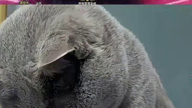 对不起，女巫，以前是我说话大声了
#命运方舟梦幻降临 #命运方舟 #寻找命运方舟最有才的你