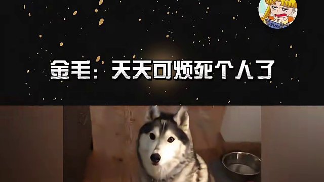 金毛：求求了，把它俩都弄走吧！！！