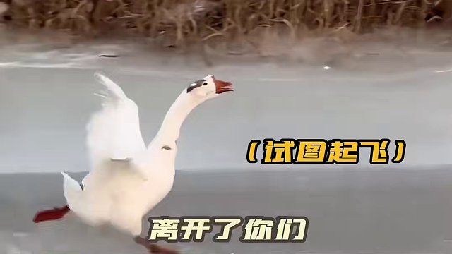 我是天鹅我是天鹅！我就是天鹅呀？#大鹅就得这样玩