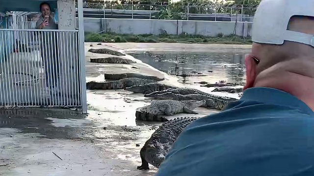 鳄鱼名场面你见过吗#鳄鱼 #鳄鱼来了 #鳄珍鳄鱼酒