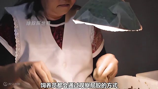 万万想不到一颗小小的鹌鹑蛋竟然这么来之不易 #鹌鹑蛋 #三只松鼠