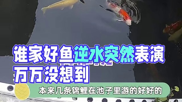 谁家好鱼这样游泳啊！#娱乐评论大赏 #搞笑 #动物的迷惑行为 #显眼包 #万万没想到