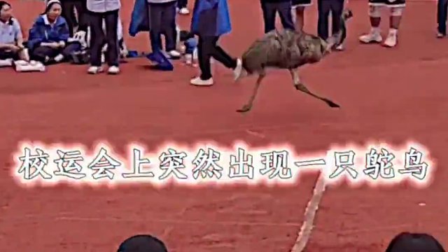 When Bolt comes, you have to think about culture.（