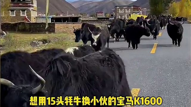 牦牛换摩托，你觉得谁赚了？#牦牛 #摩托车 #宝马K1600