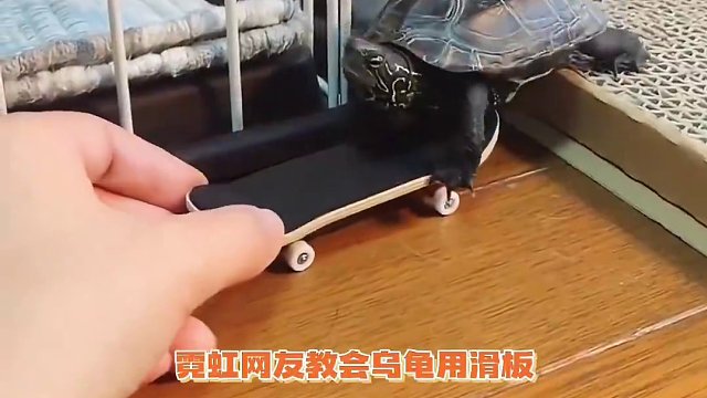 乌龟：芜湖～这就是飞一般的感觉吗～～