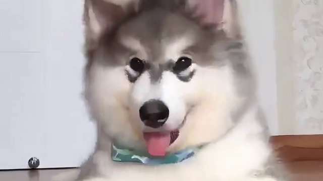 小狗做什么都好可爱，宝宝你是一只直升机狗狗