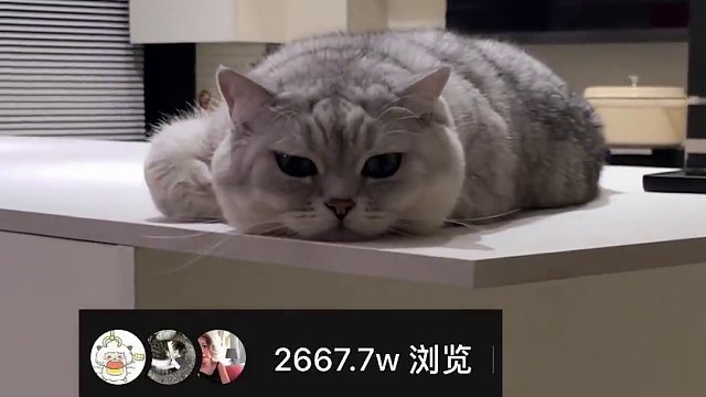 给我家猫安假蛋蛋的后续来了