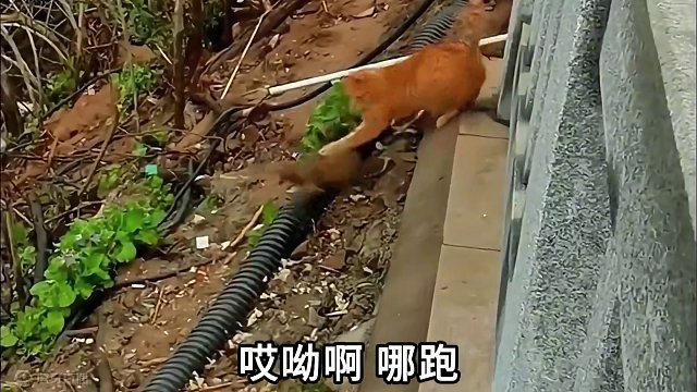 动物界的生死不离#搞笑配音 #动物的迷惑行为