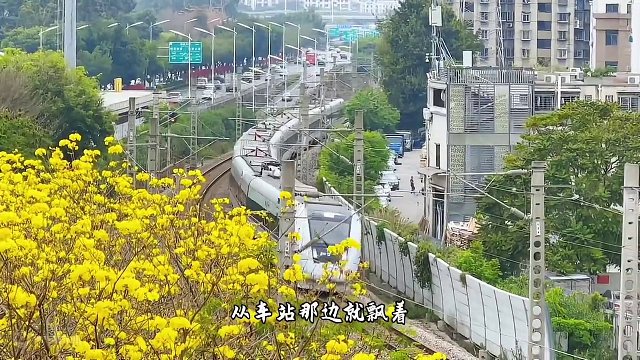 杰伦歌词里『故事的小黄花』
我在厦门的空中栈道
给你找到啦
黄花风铃木花期短
花开堪赏直须赏！#开往