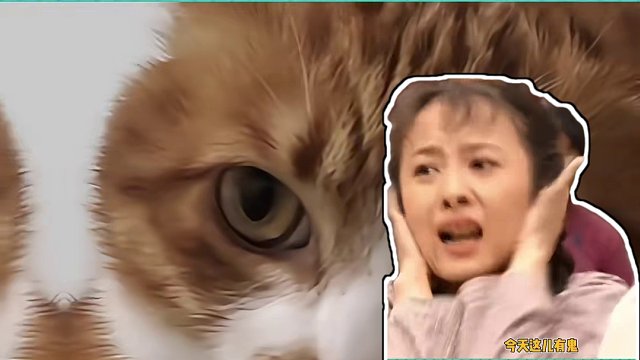 大橘：休战！休战！有脏东西！ 