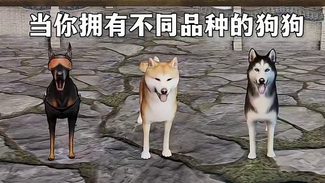 不同品种的狗狗都有什么区别？哈士奇：大哥你看我装修水平咋样？#世界末日狗狗也等你  #明日之后一人一