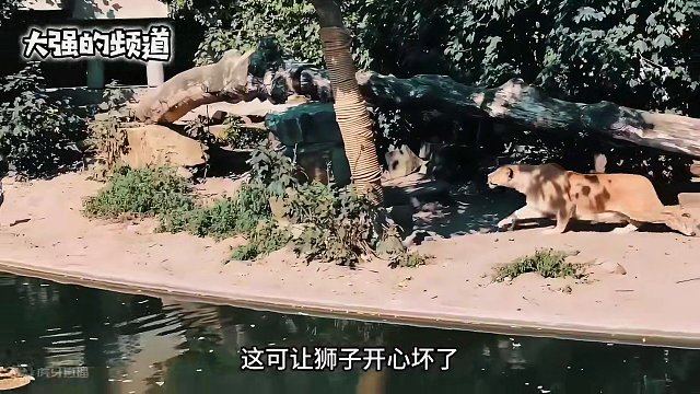 动物园的狮子抓到了一只野生的苍鹭#野生动物零距离 #动物的迷惑行为