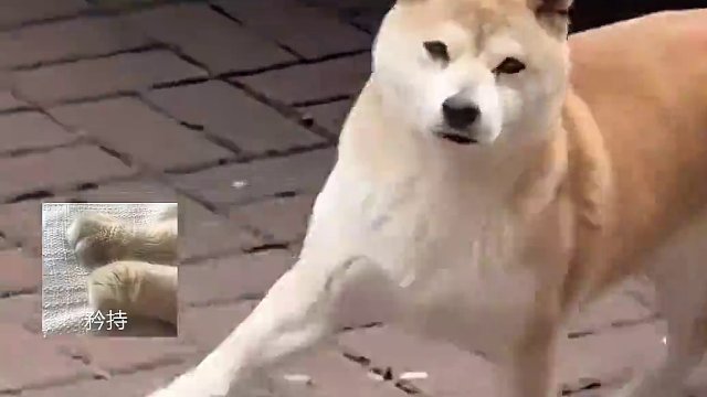 后腿：是肉，快冲啊！前腿：矜持！要矜持！ （cr：