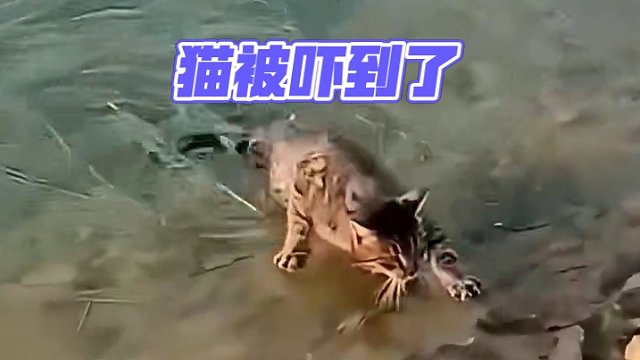 给猫吓到了