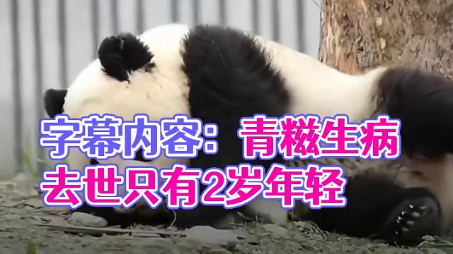 大熊猫青糍因病离世，年仅2岁#大熊猫青糍 #大熊猫青糍因病离世 #大熊猫