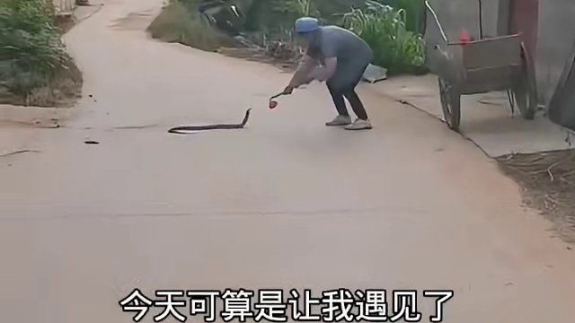 毒蛇被毒毒死了[捂脸]