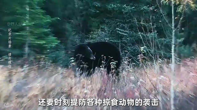 11人北极荒野求生，荒野独居英国版正式来袭，吃松浦根，啃浆果 #野外生存 #荒野求生 #户外