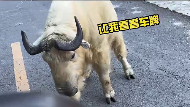 这玩意儿可是秦岭杀人王啊，大哥是真敢啊 （cr：@边坡护理施工队⚠️  ）