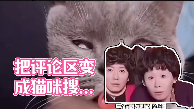 把评论区变成猫咪上网的搜索历史