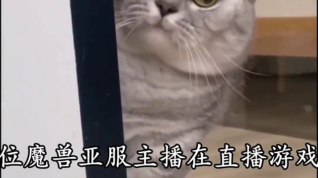 直播魔兽世界亚服也遭到封号啦 #魔兽世界 #魔兽世界国服 #魔兽世界亚服